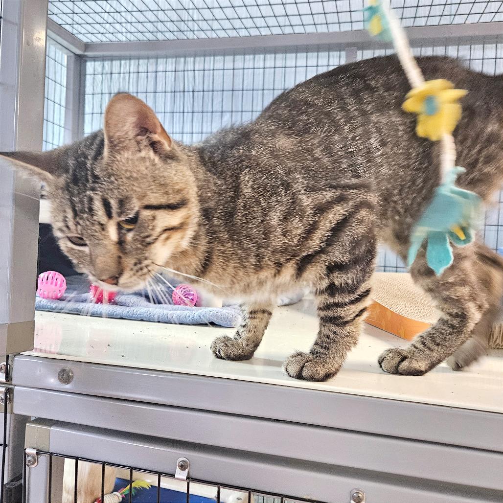 Enlarge Coffee Toffee, a Adoptable Domestic Short Hair in Clarksville, AR image 2/6