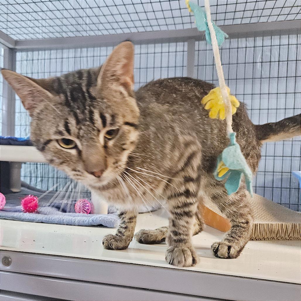 Enlarge Coffee Toffee, a Adoptable Domestic Short Hair in Clarksville, AR image 3/6