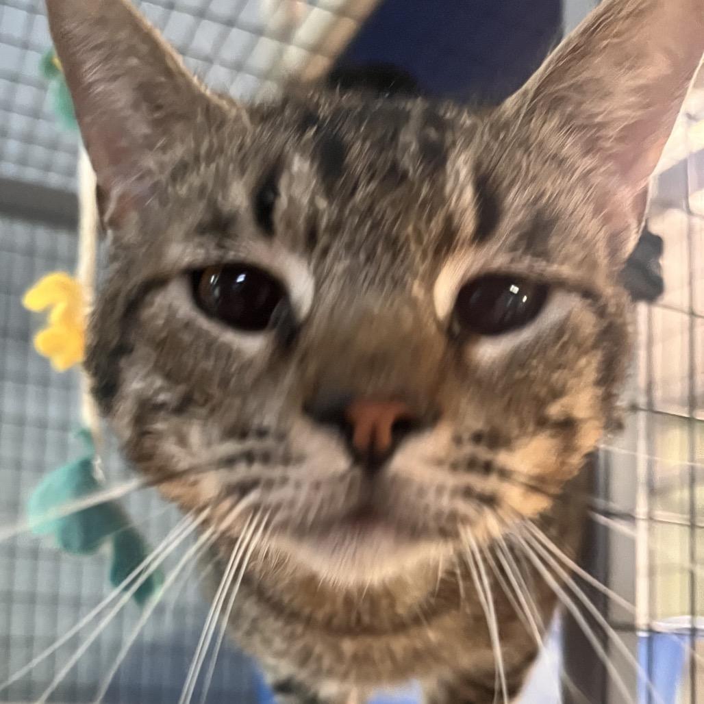 Enlarge Coffee Toffee, a Adoptable Domestic Short Hair in Clarksville, AR image 4/6