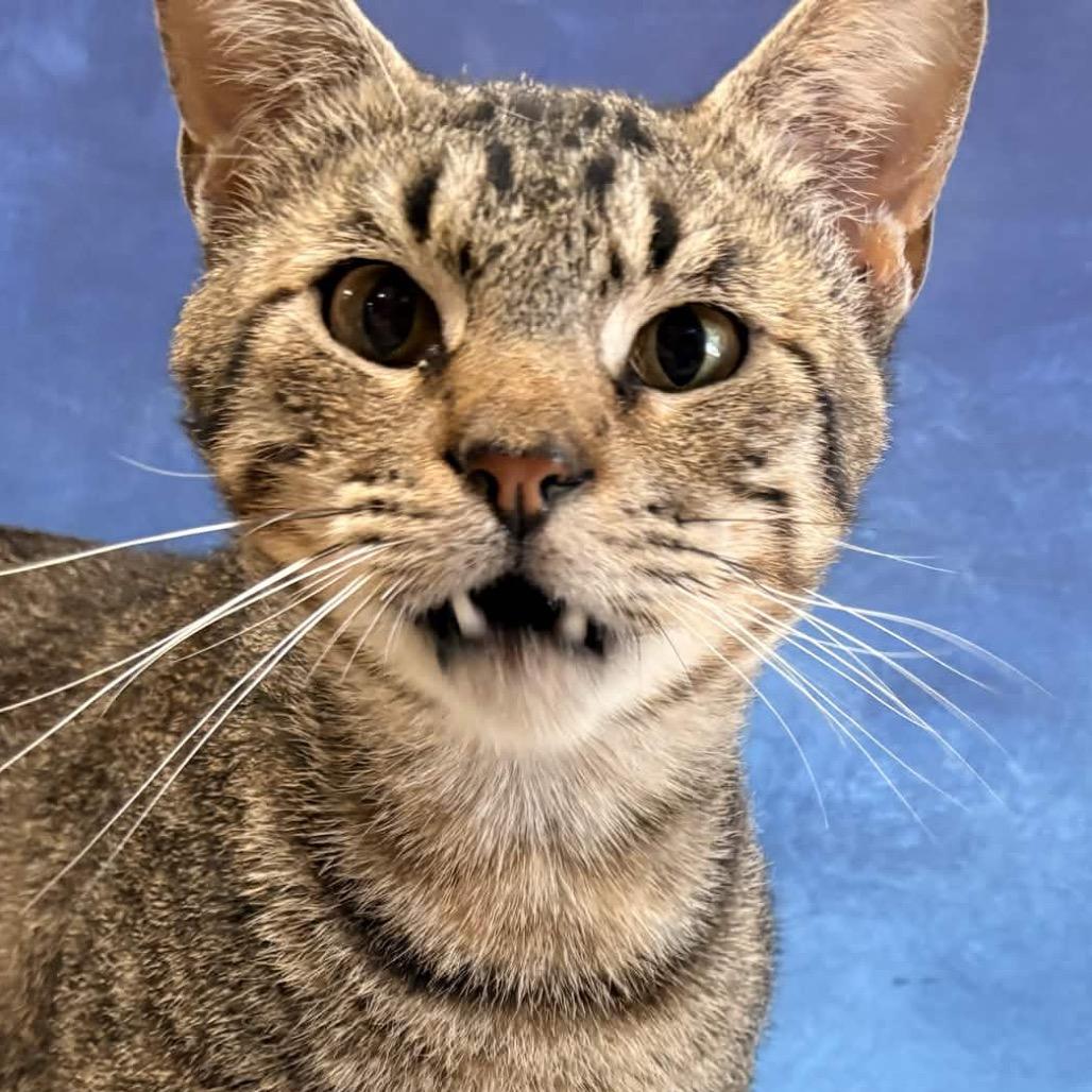 Enlarge Coffee Toffee, a Adoptable Domestic Short Hair in Clarksville, AR image 5/6