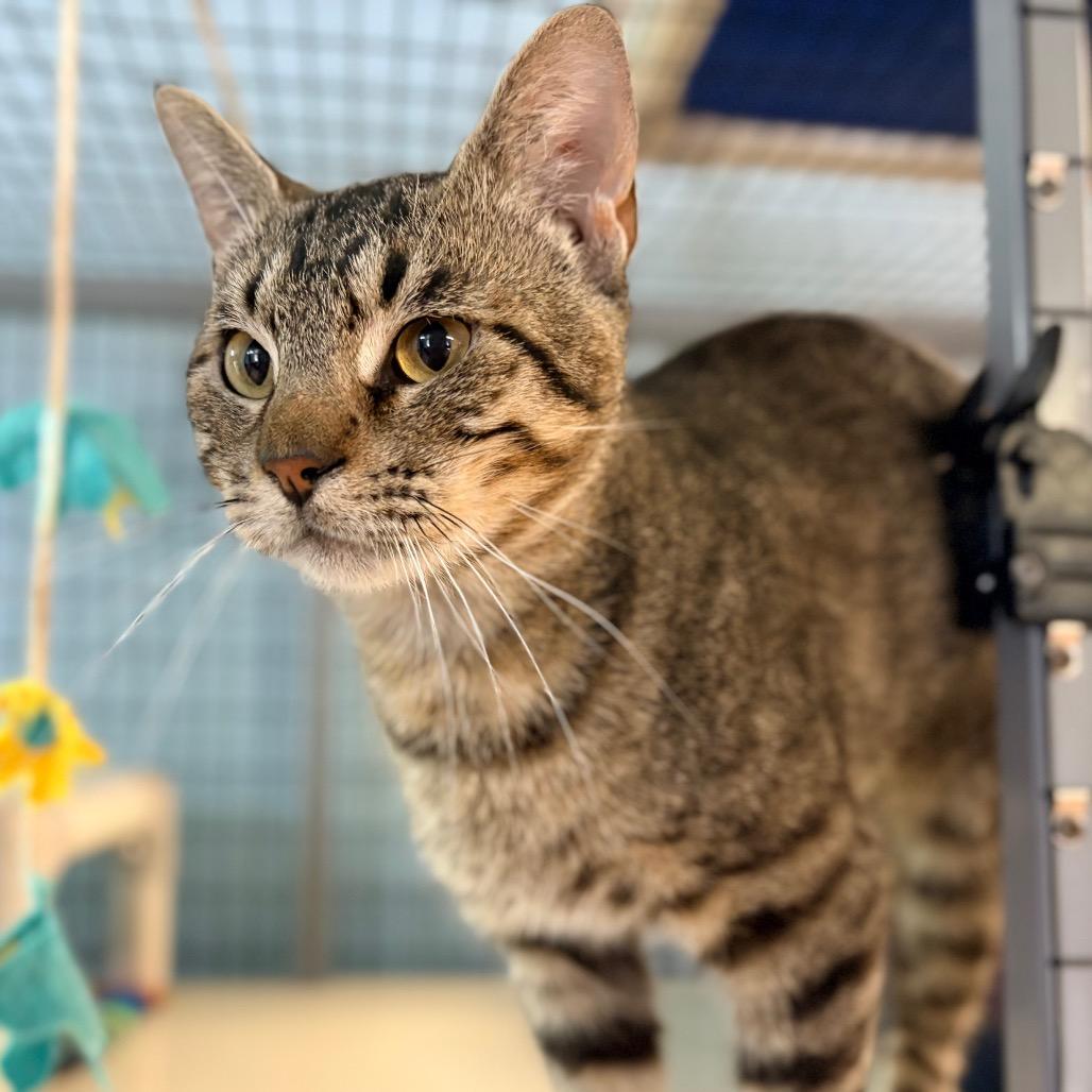 Enlarge Coffee Toffee, a Adoptable Domestic Short Hair in Clarksville, AR image 6/6