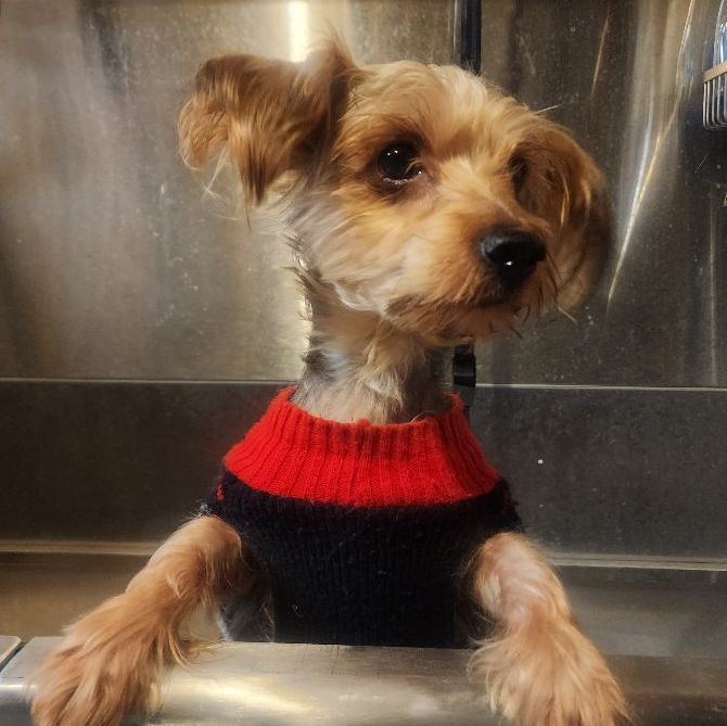 Enlarge Sweetie, a Adopted mixed breed in Mahtomedi, MN image 1/1