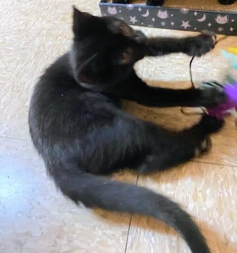 Magic, an adopted Domestic Short Hair in Waynesboro, VA image 2/3