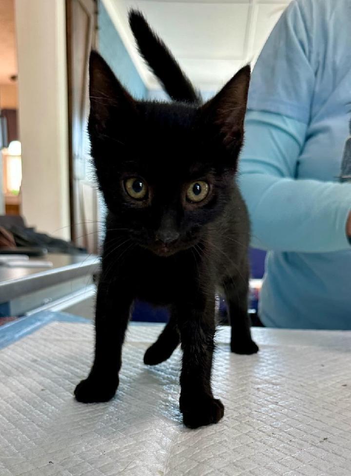 Magic, an adopted Domestic Short Hair in Waynesboro, VA image 3/3