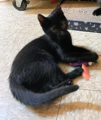 Magic, an adopted Domestic Short Hair in Waynesboro, VA image 1/3