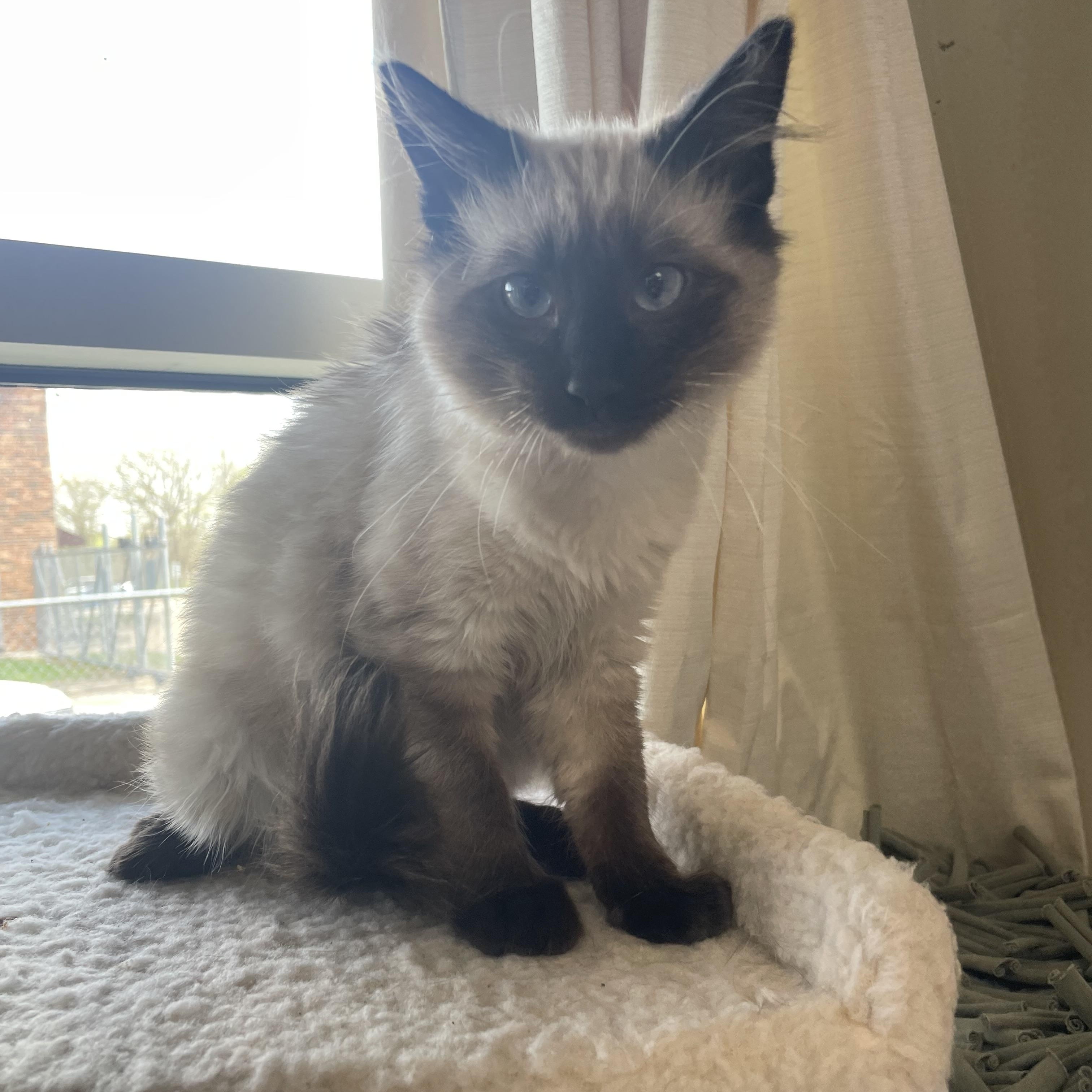Sprite, adoptable, Kitten Female Siamese.