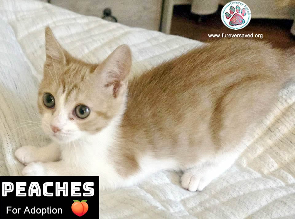 Peaches 4