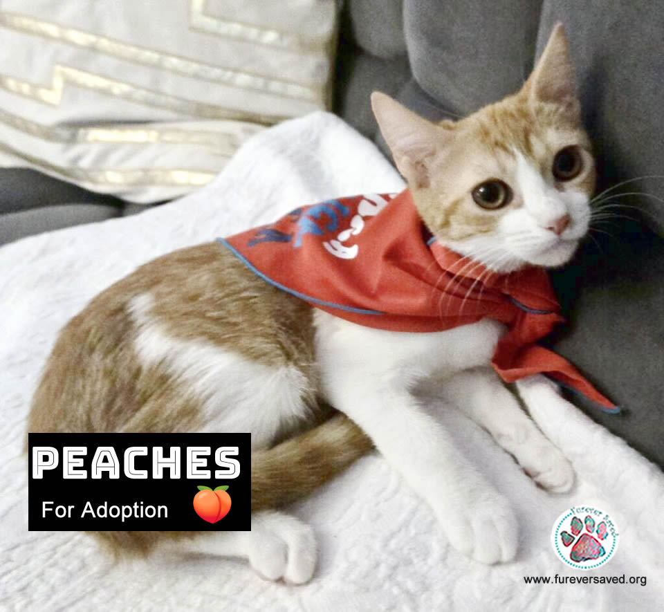 Peaches 2