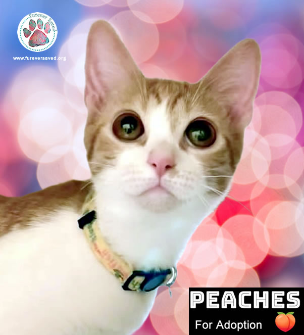 Peaches