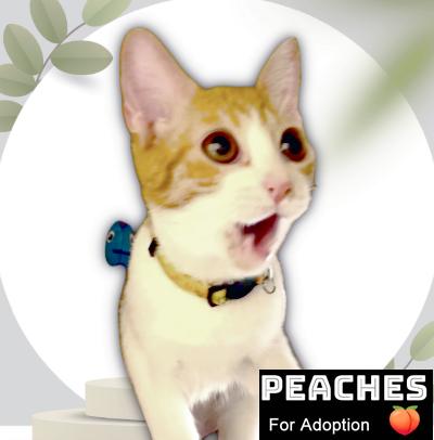 Peaches 3