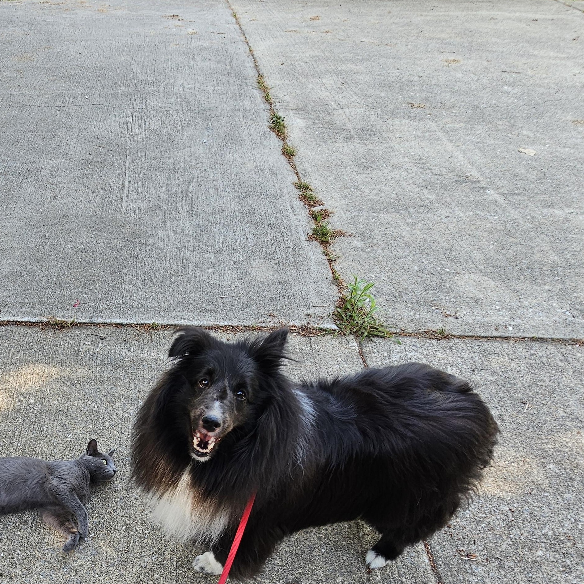 Annie, ADOPTABLE, Adult Female Shetland Sheepdog / Sheltie.