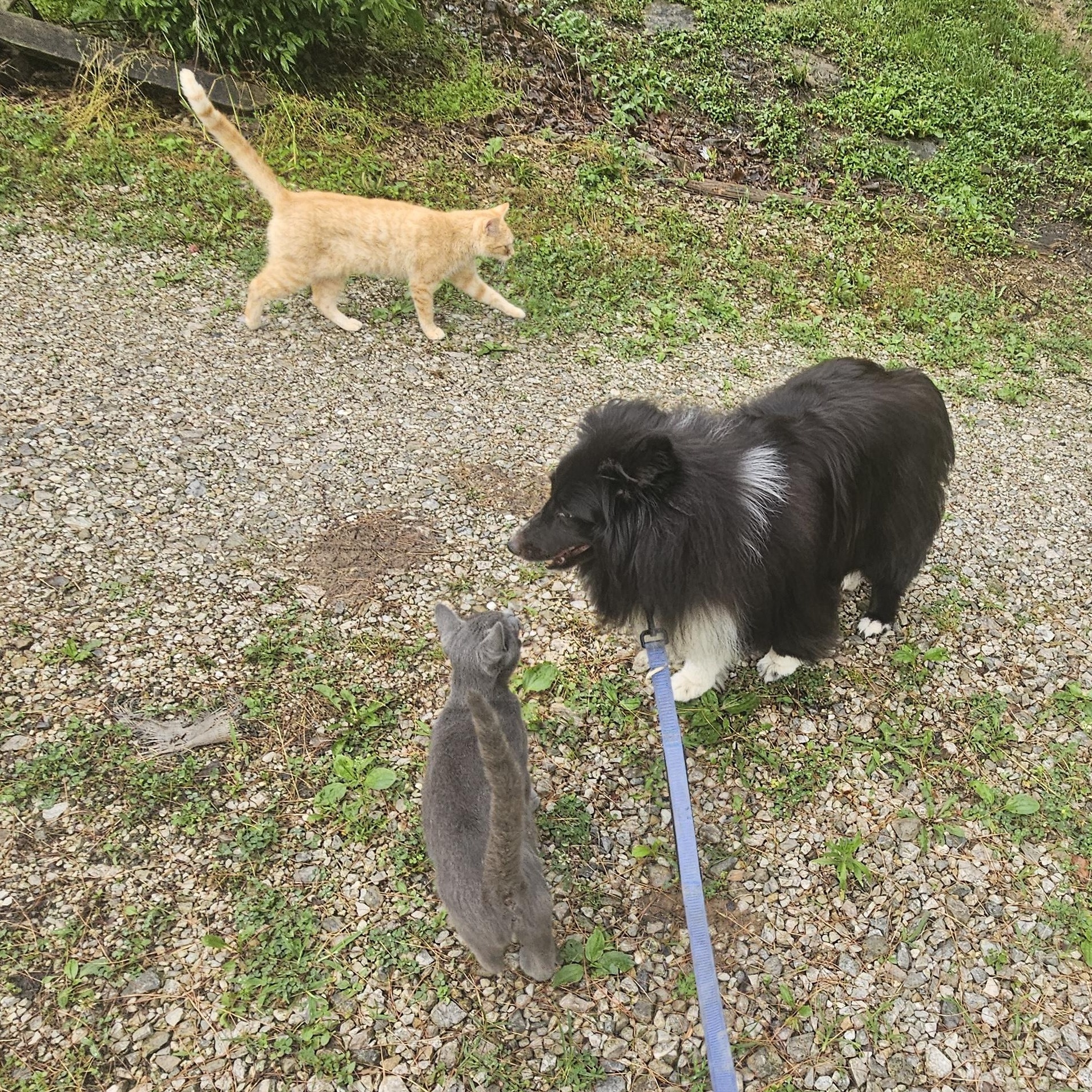 Enlarge Annie, a ADOPTABLE Shetland Sheepdog / Sheltie in New Albany, IN image 3/4