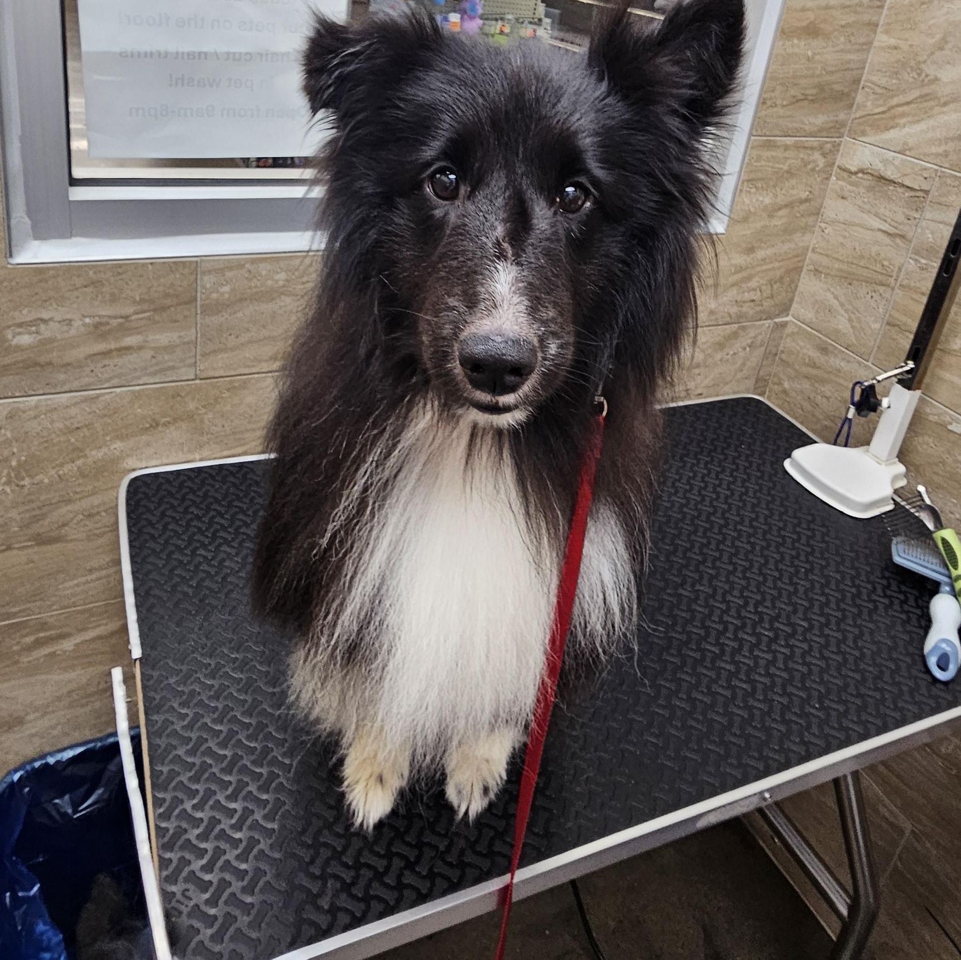 Enlarge Annie, a ADOPTABLE Shetland Sheepdog / Sheltie in New Albany, IN image 2/4