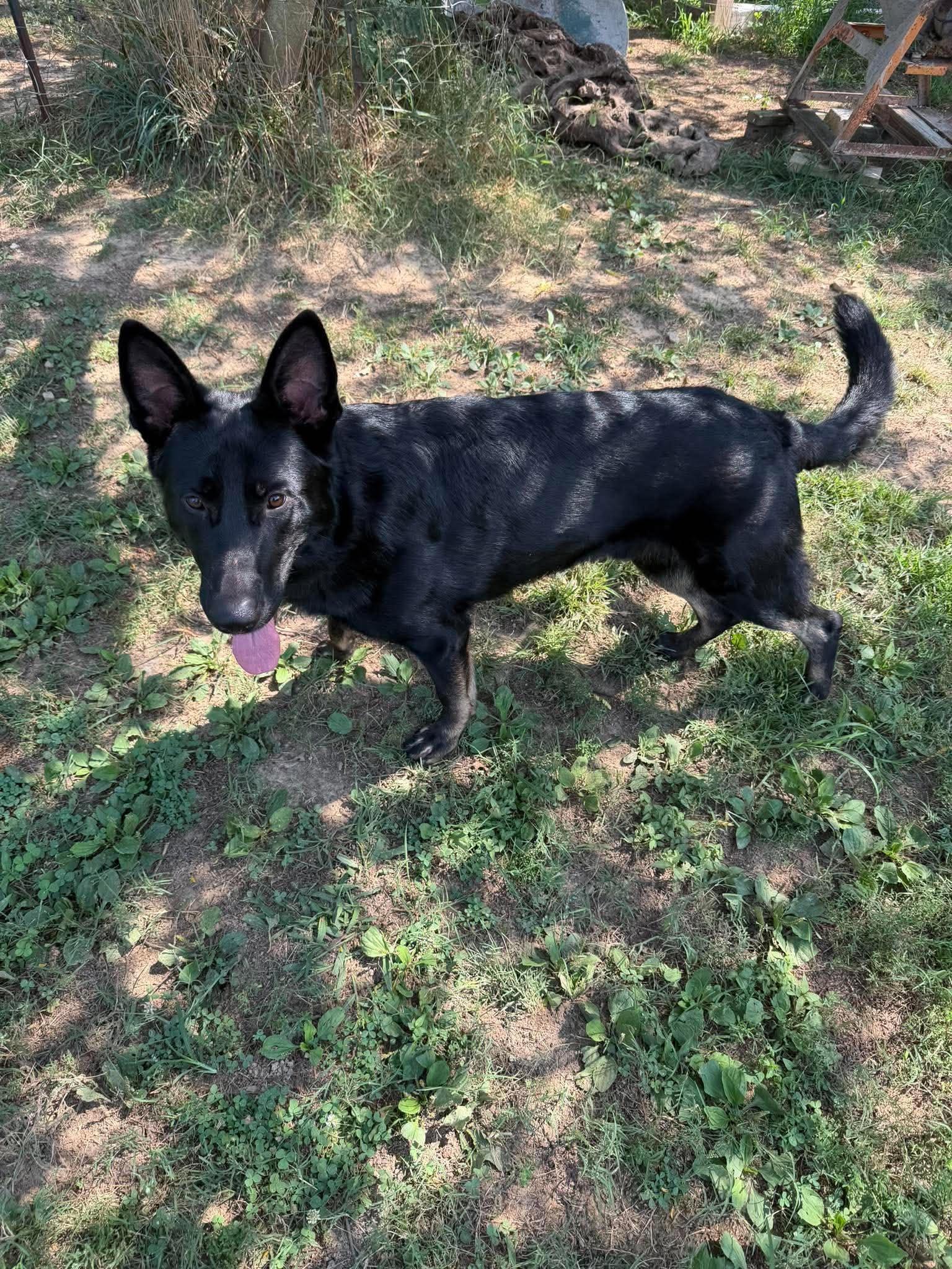 Enlarge Miles (10mo), a Adopted German Shepherd Dog in Greeneville, TN image 3/6