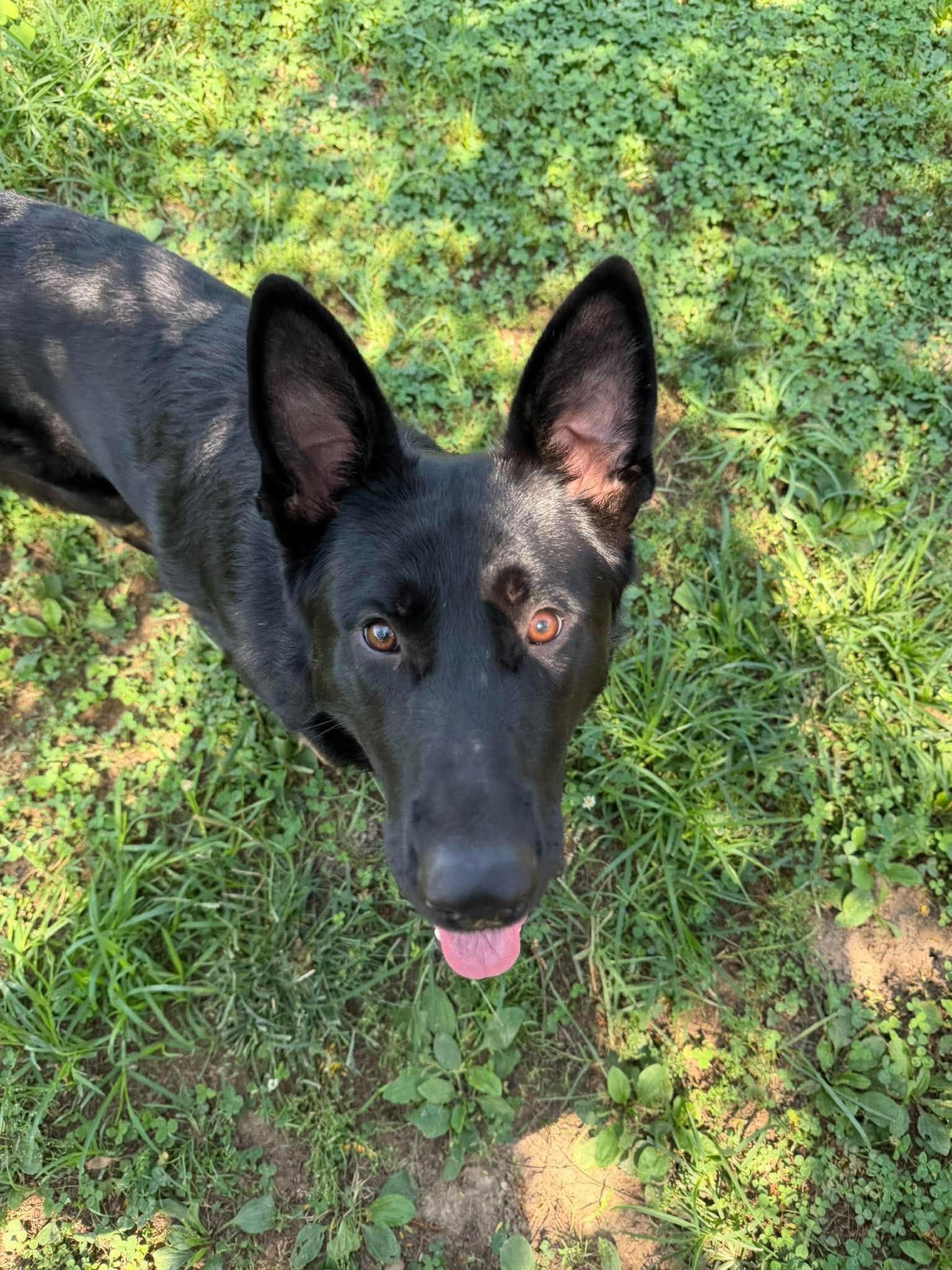 Enlarge Miles (10mo), a Adopted German Shepherd Dog in Greeneville, TN image 2/6