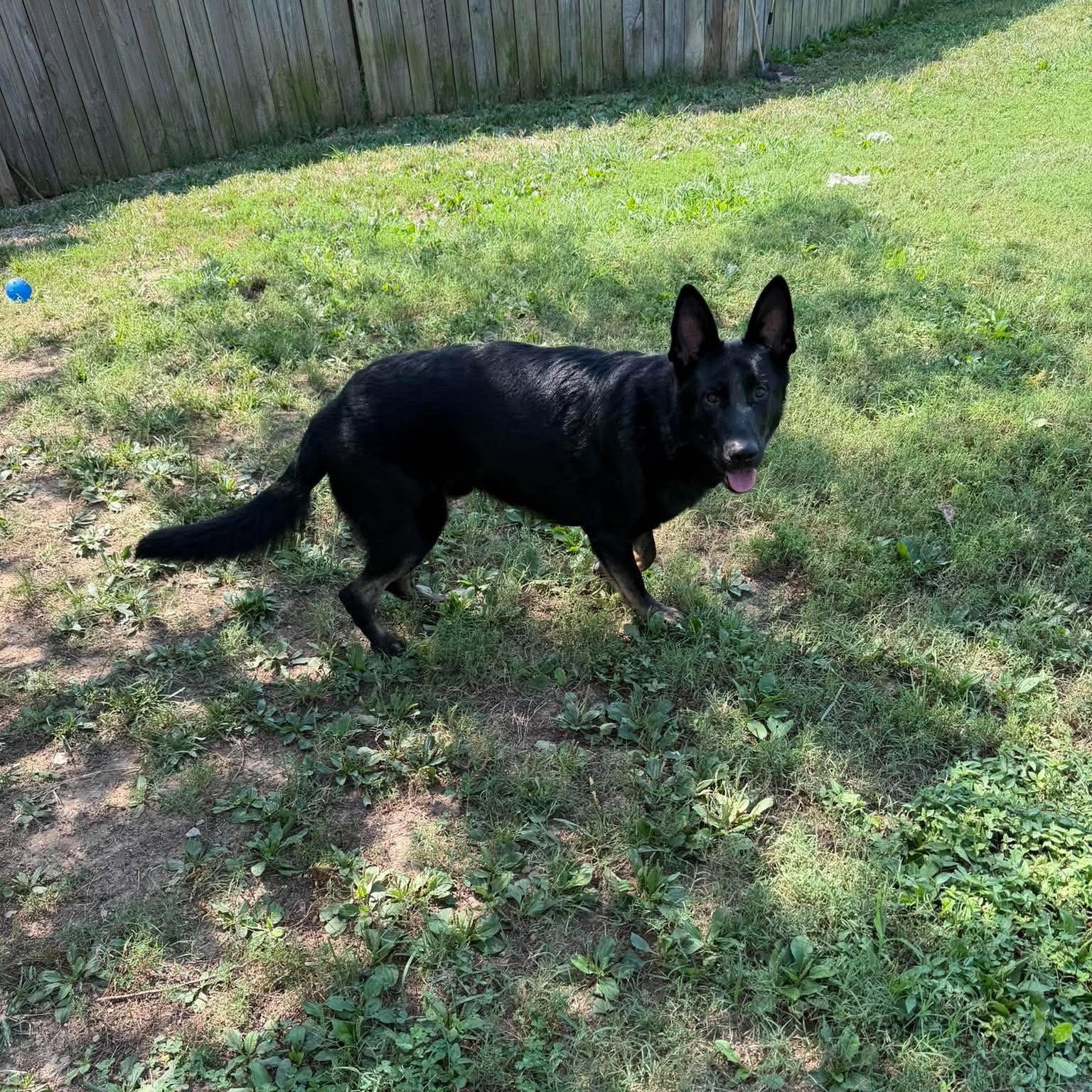 Enlarge Miles (10mo), a Adopted German Shepherd Dog in Greeneville, TN image 4/6