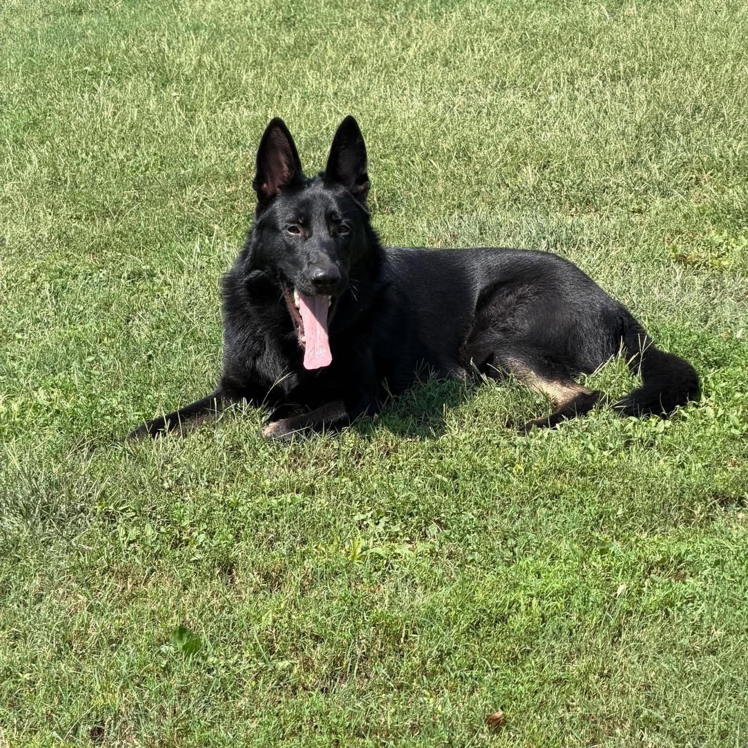 Enlarge Miles (10mo), a Adopted German Shepherd Dog in Greeneville, TN image 5/6