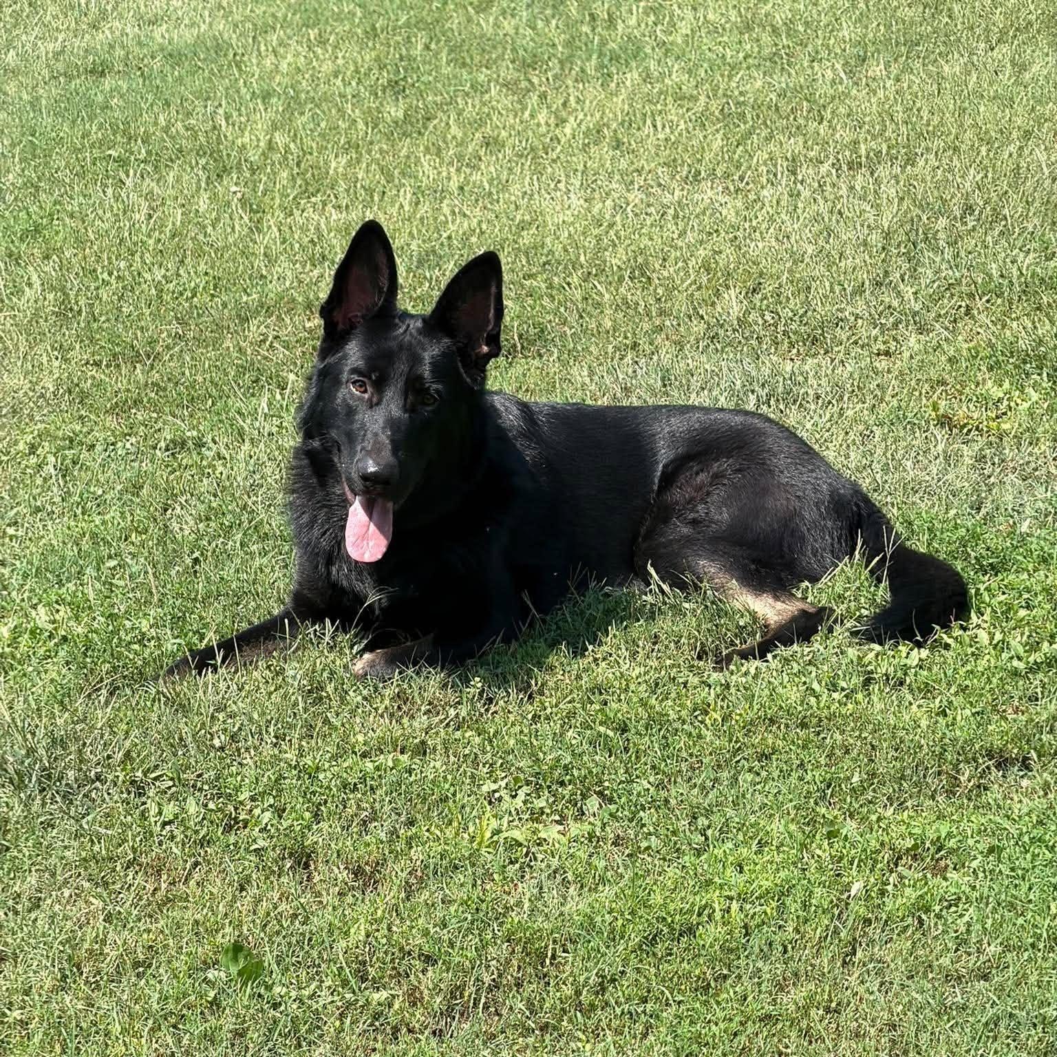 Miles (10mo), Adopted, Young Male German Shepherd Dog.