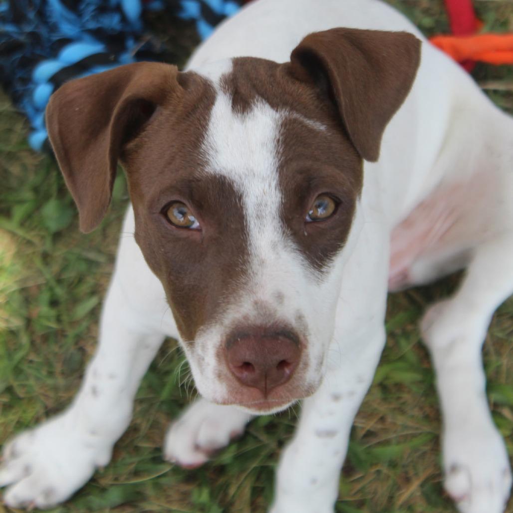 Enlarge Bella, a Adoptable Mixed Breed in Lima, OH image 2/4