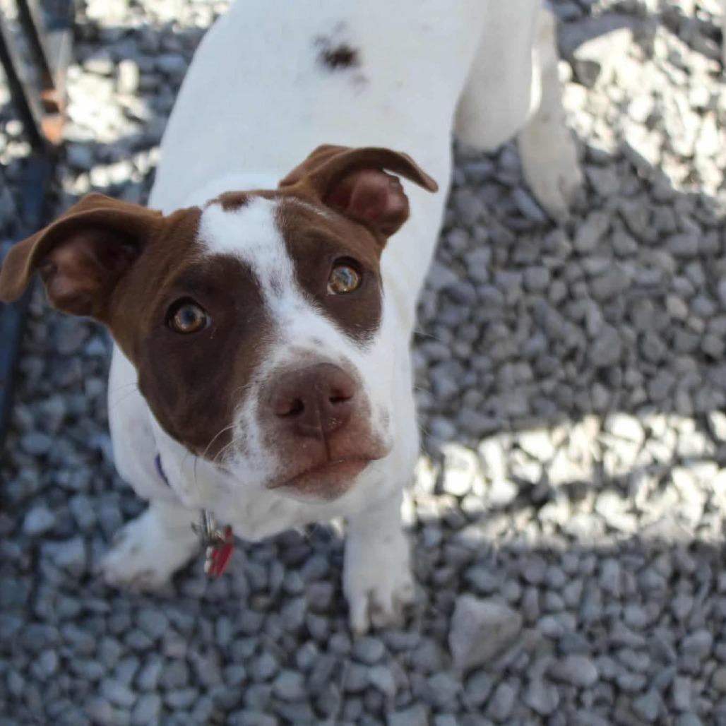 Enlarge Bella, a Adoptable Mixed Breed in Lima, OH image 3/4