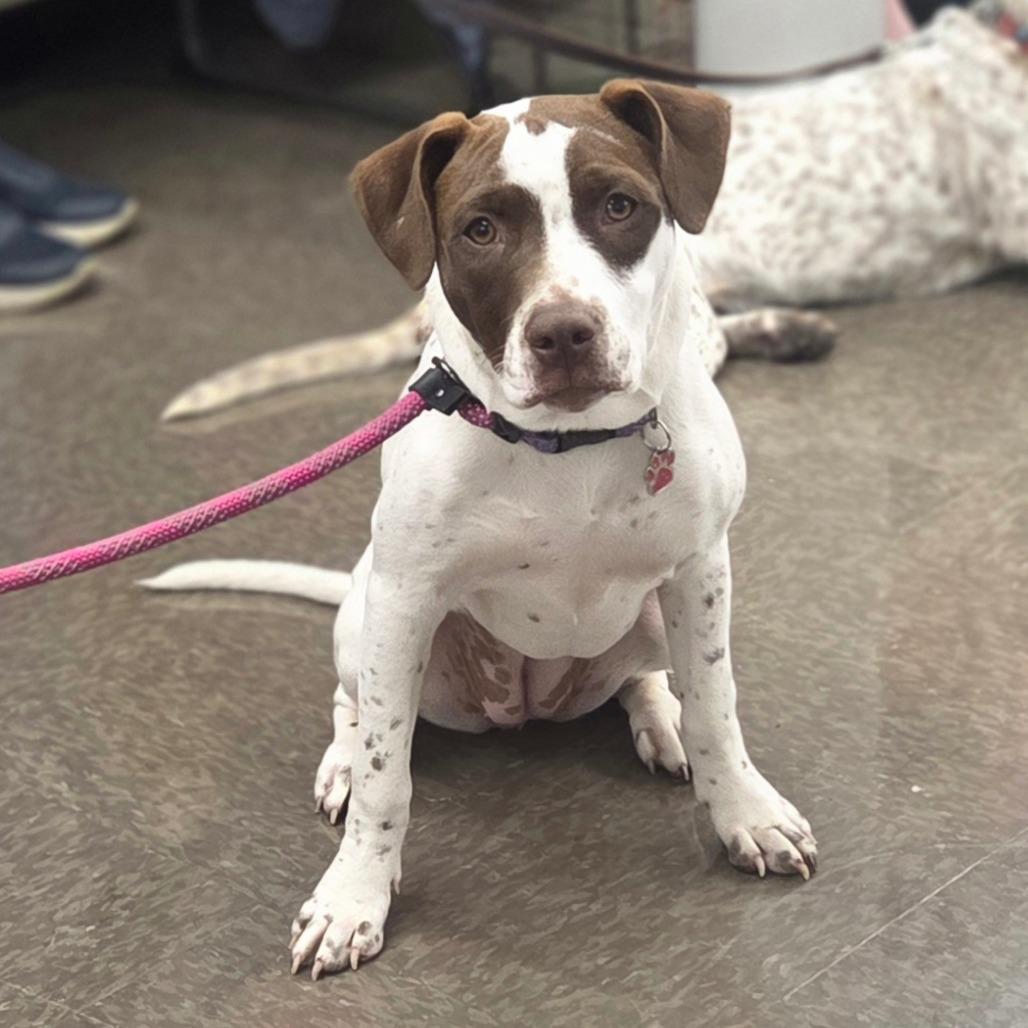 Enlarge Bella, a Adoptable Mixed Breed in Lima, OH image 4/4