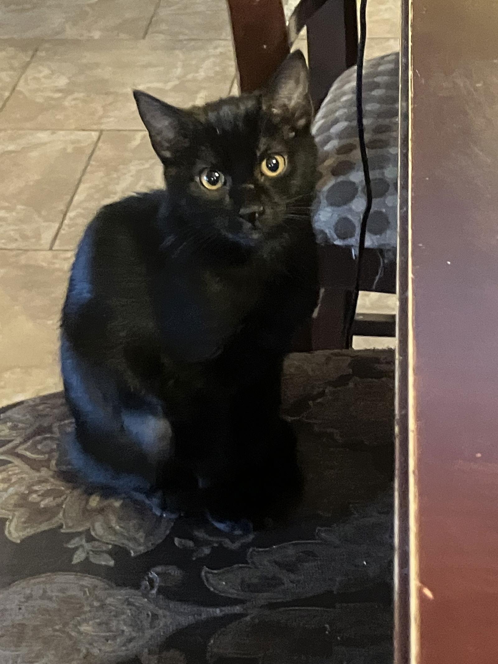 Enlarge Gibbous, a Adoptable Domestic Short Hair in Chandler, AZ image 1/1