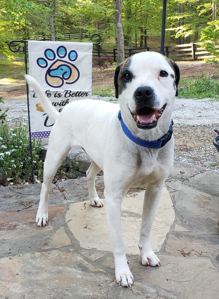 Enlarge Colby Jack, a Adoptable mixed breed in Gillsville, GA image 1/3