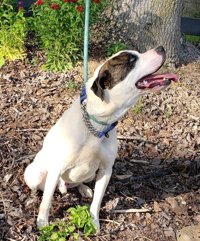 Enlarge Colby Jack, a Adoptable mixed breed in Gillsville, GA image 2/3