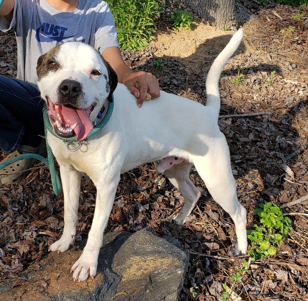 Enlarge Colby Jack, a Adoptable mixed breed in Gillsville, GA image 3/3