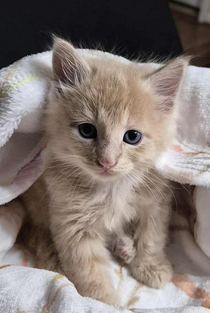 Dewey, Adopted, Kitten Male Domestic Long Hair.