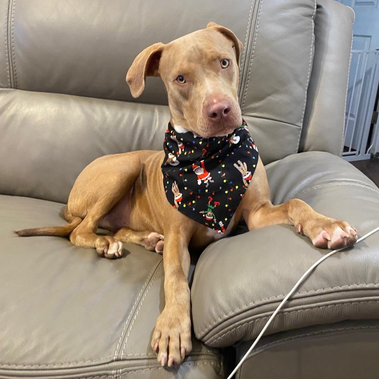 Enlarge Spencer, an adopted mixed breed in Towson, MD image 2/6