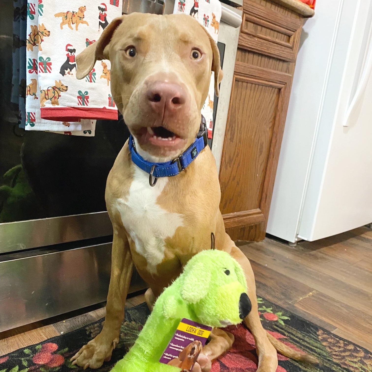 Enlarge Spencer, an adopted mixed breed in Towson, MD image 5/6