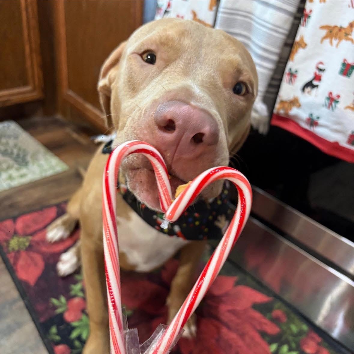 Enlarge Spencer, an adopted mixed breed in Towson, MD image 1/6