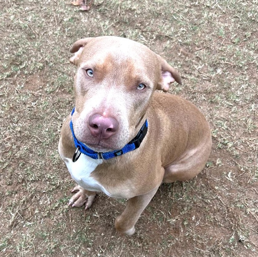 Enlarge Spencer, an adopted mixed breed in Towson, MD image 4/6