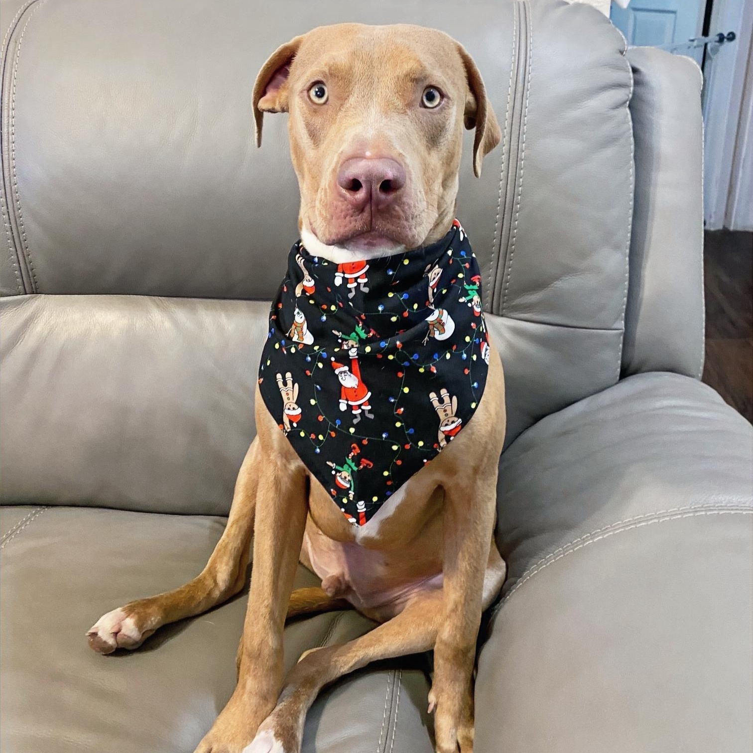 Enlarge Spencer, an adopted mixed breed in Towson, MD image 6/6