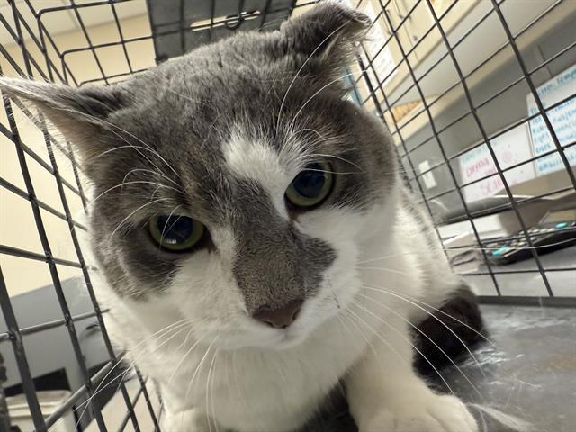 FRANKY, Adoptable, Senior Male Domestic Short Hair.