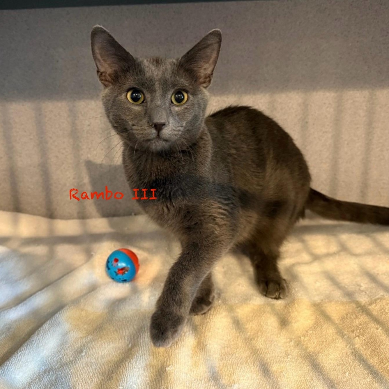 Rambo III, an adoptable mixed breed in Palatine, IL image 2/2