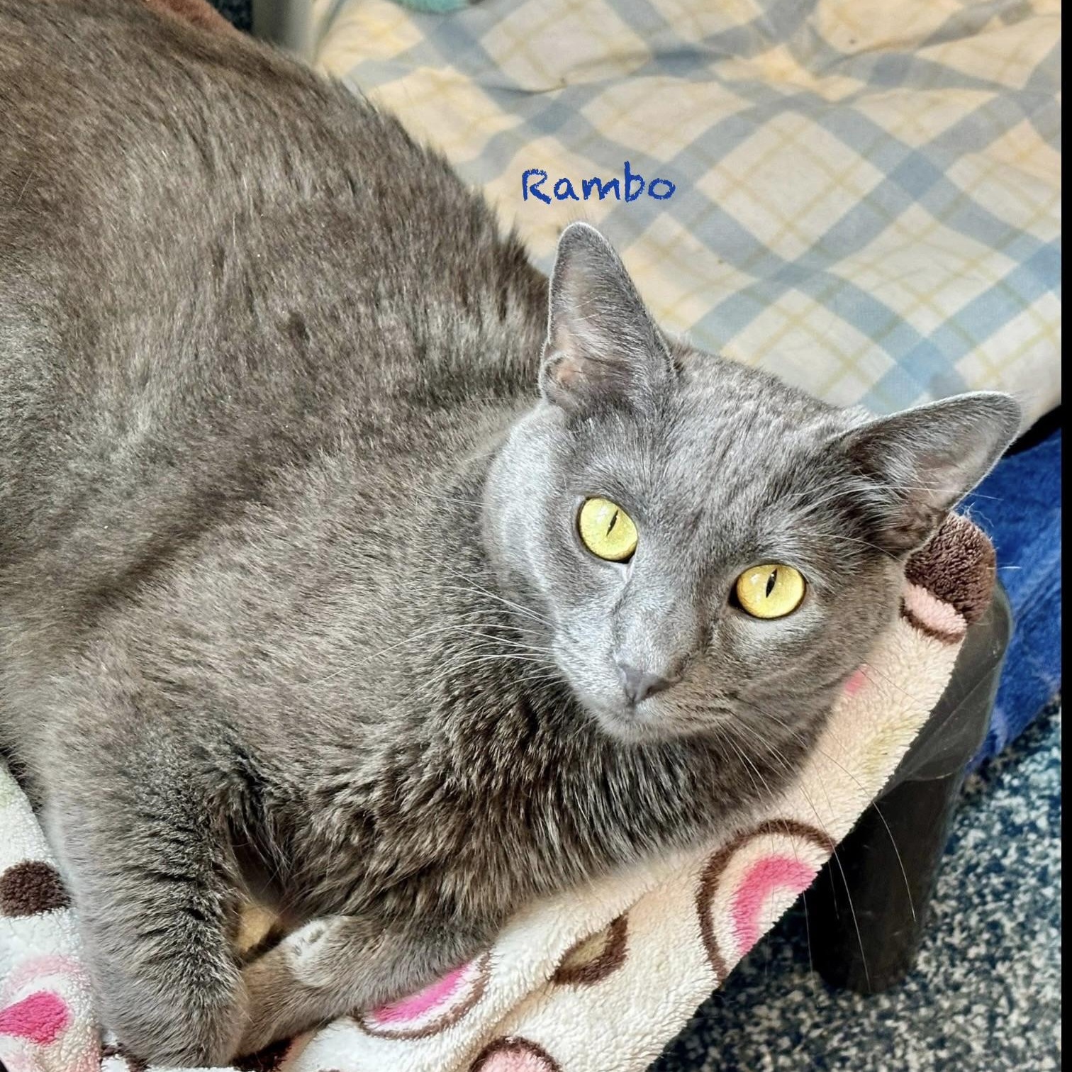 Rambo III, adoptable, Kitten Male Domestic Short Hair & Tabby.