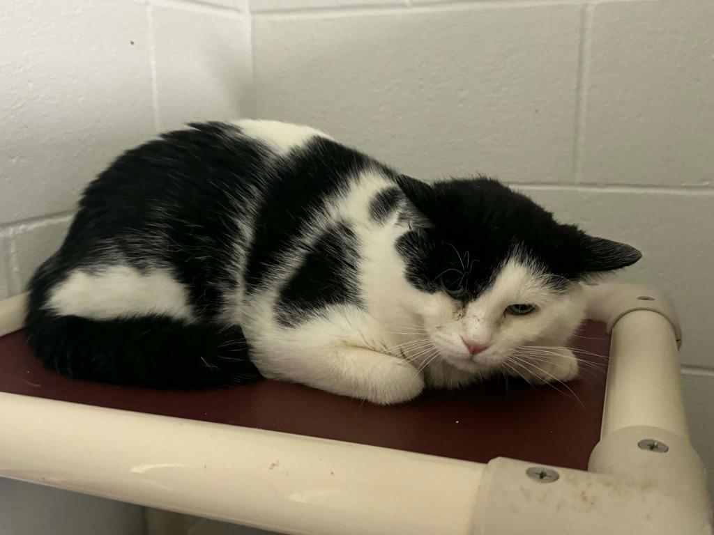 Enlarge DuDu, a Adoptable mixed breed in Marion, OH image 1/3