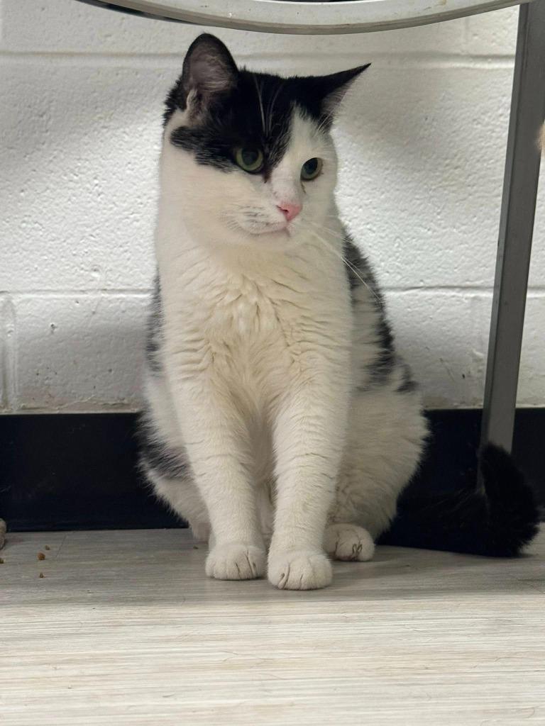 DuDu, a Adoptable mixed breed in Marion, OH image 3/4