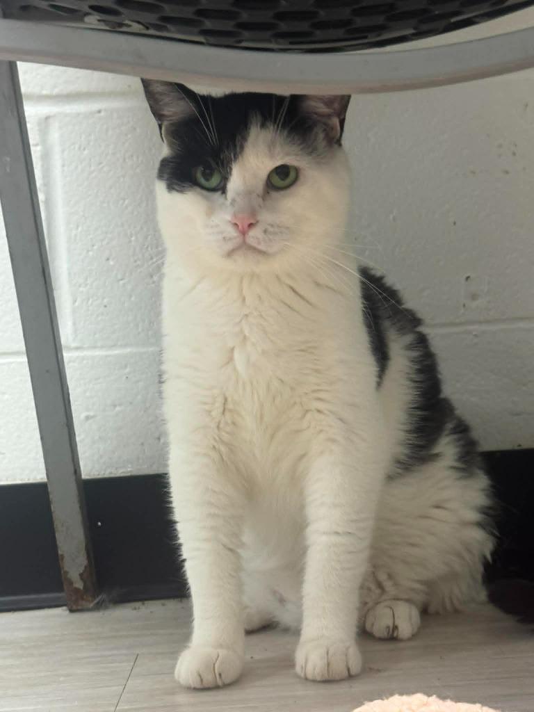 Enlarge DuDu, a Adoptable mixed breed in Marion, OH image 4/5