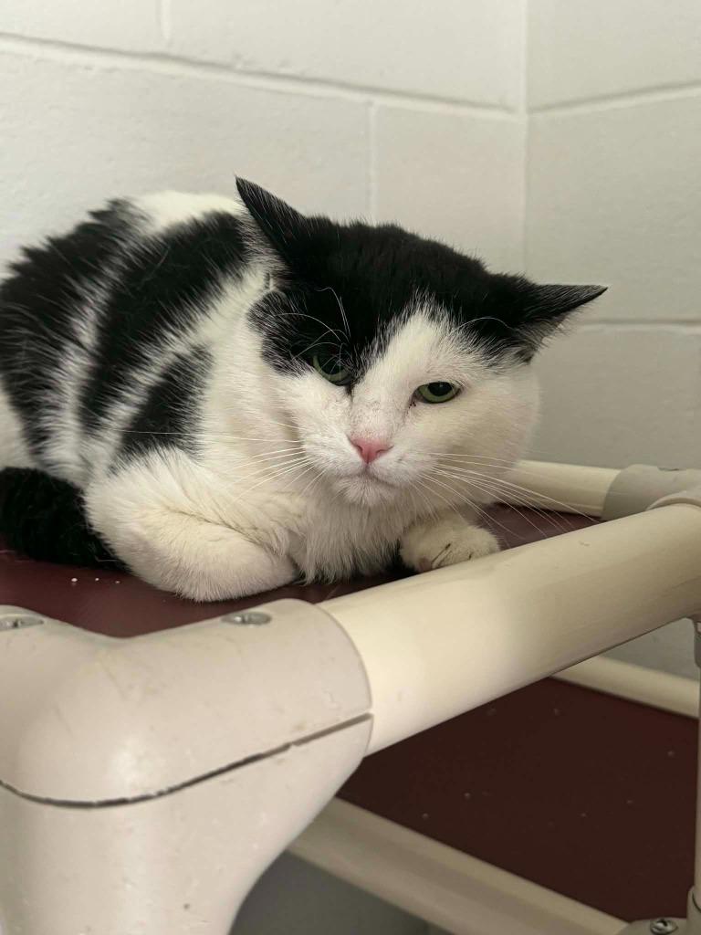 Enlarge DuDu, a Adoptable mixed breed in Marion, OH image 3/3