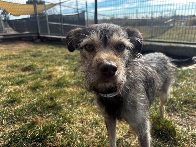 Enlarge REX, a Adoptable mixed breed in Pueblo, CO image 1/1