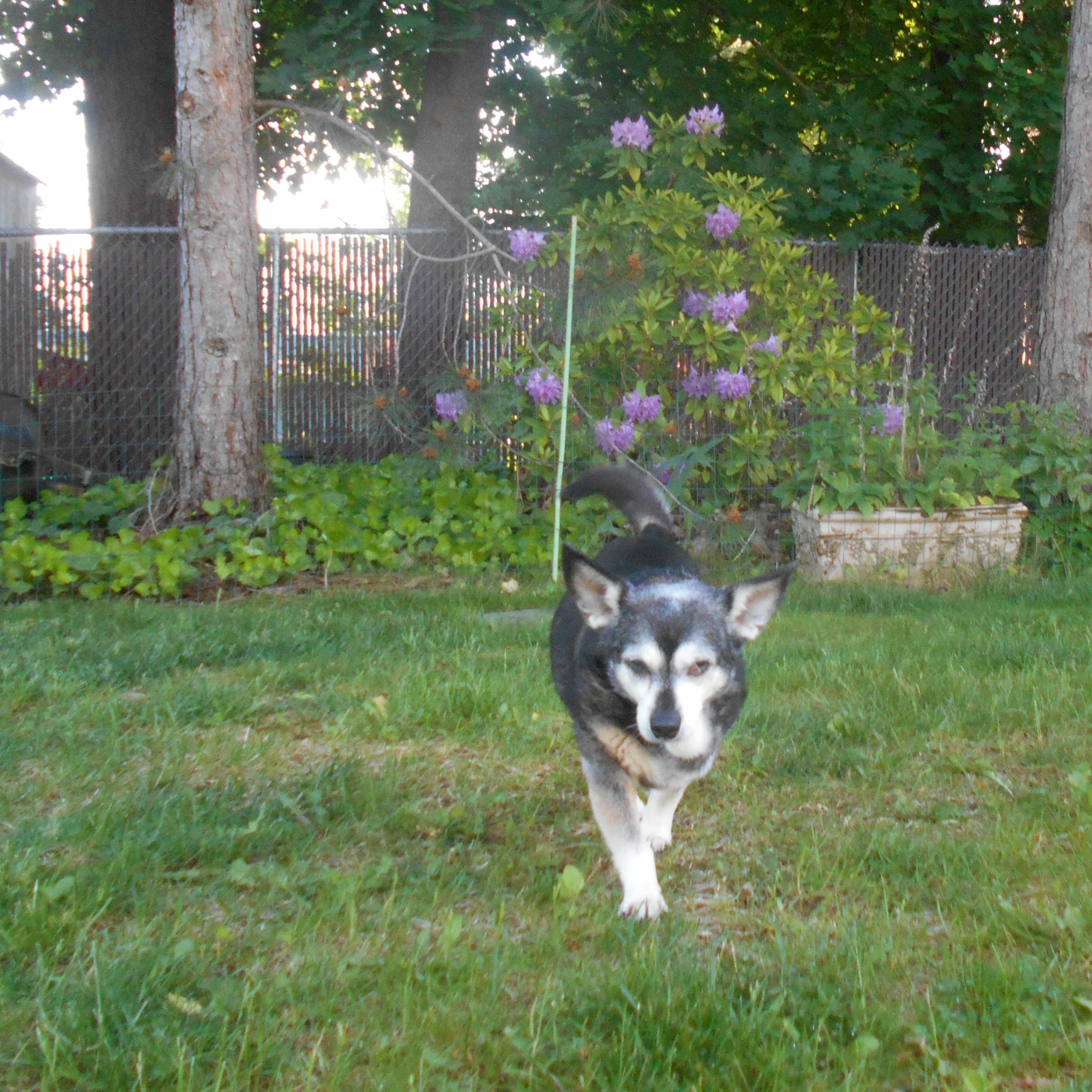 Blossom, Senior Female unknown