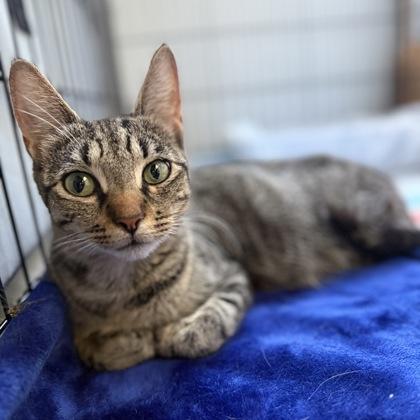 Spork, ADOPTABLE, Adult Female Domestic Short Hair.