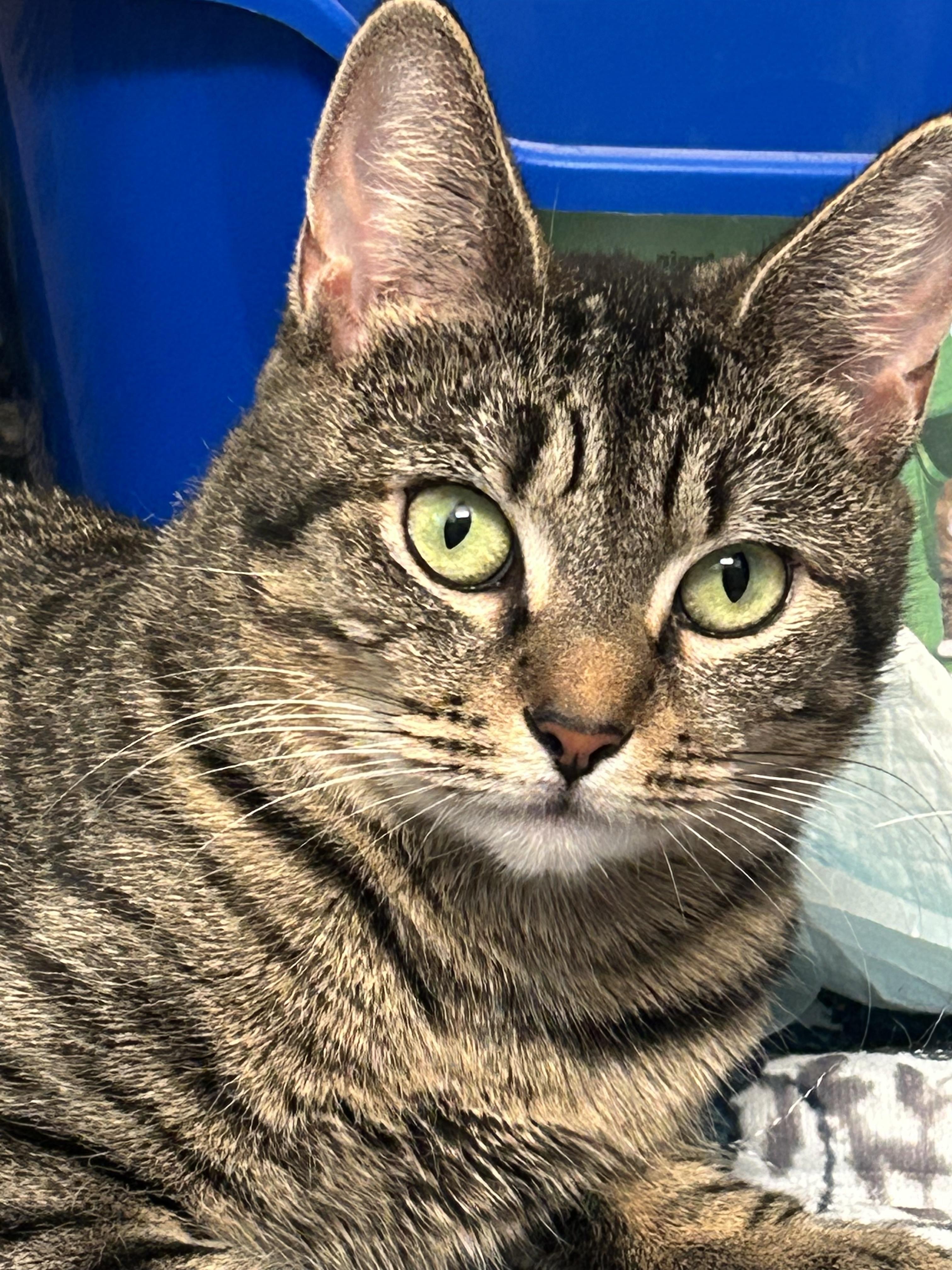 Spork, a ADOPTABLE Domestic Short Hair in Hopkinton, MA image 2/4