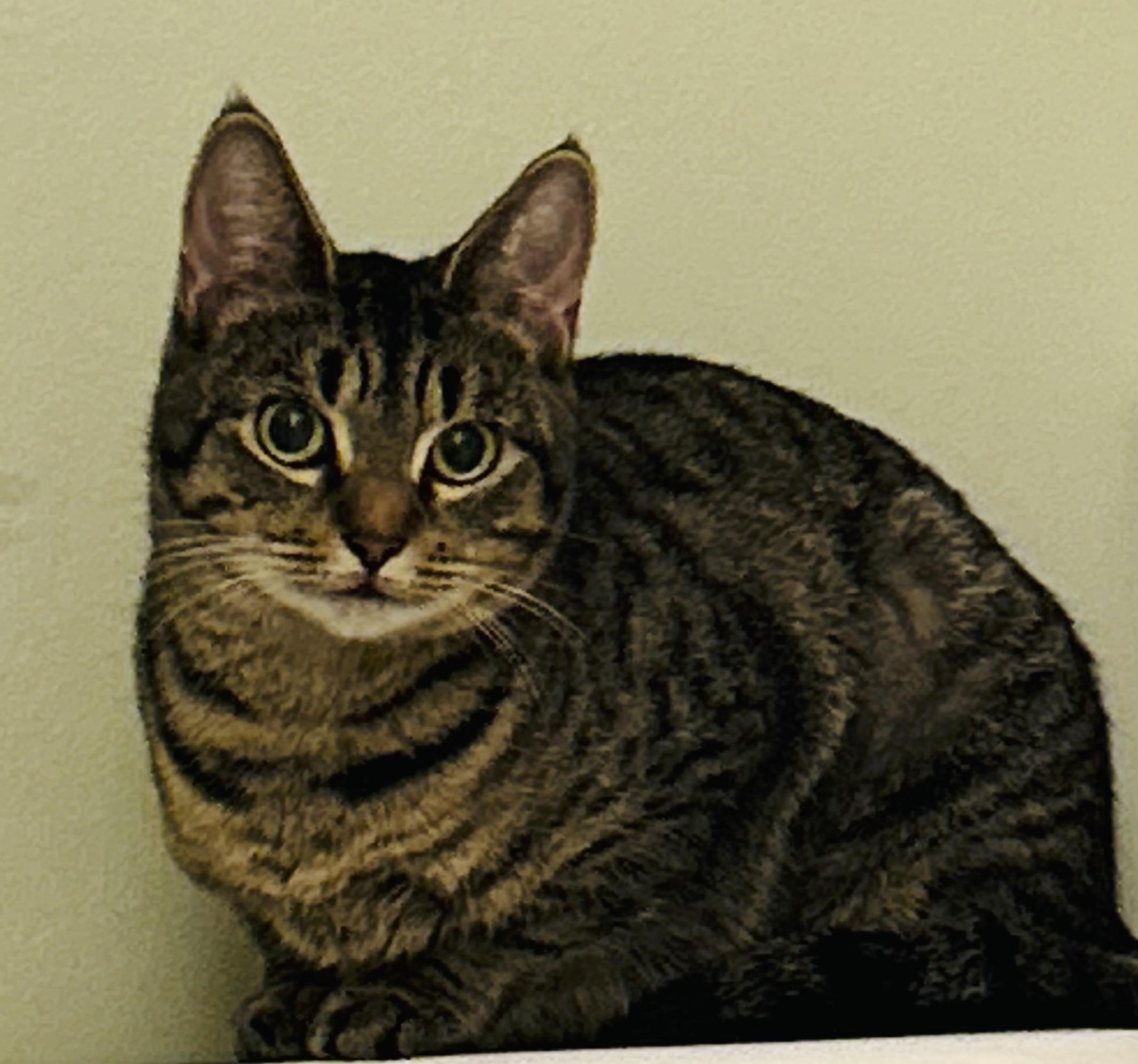 Spork, a ADOPTABLE Domestic Short Hair in Hopkinton, MA image 3/4