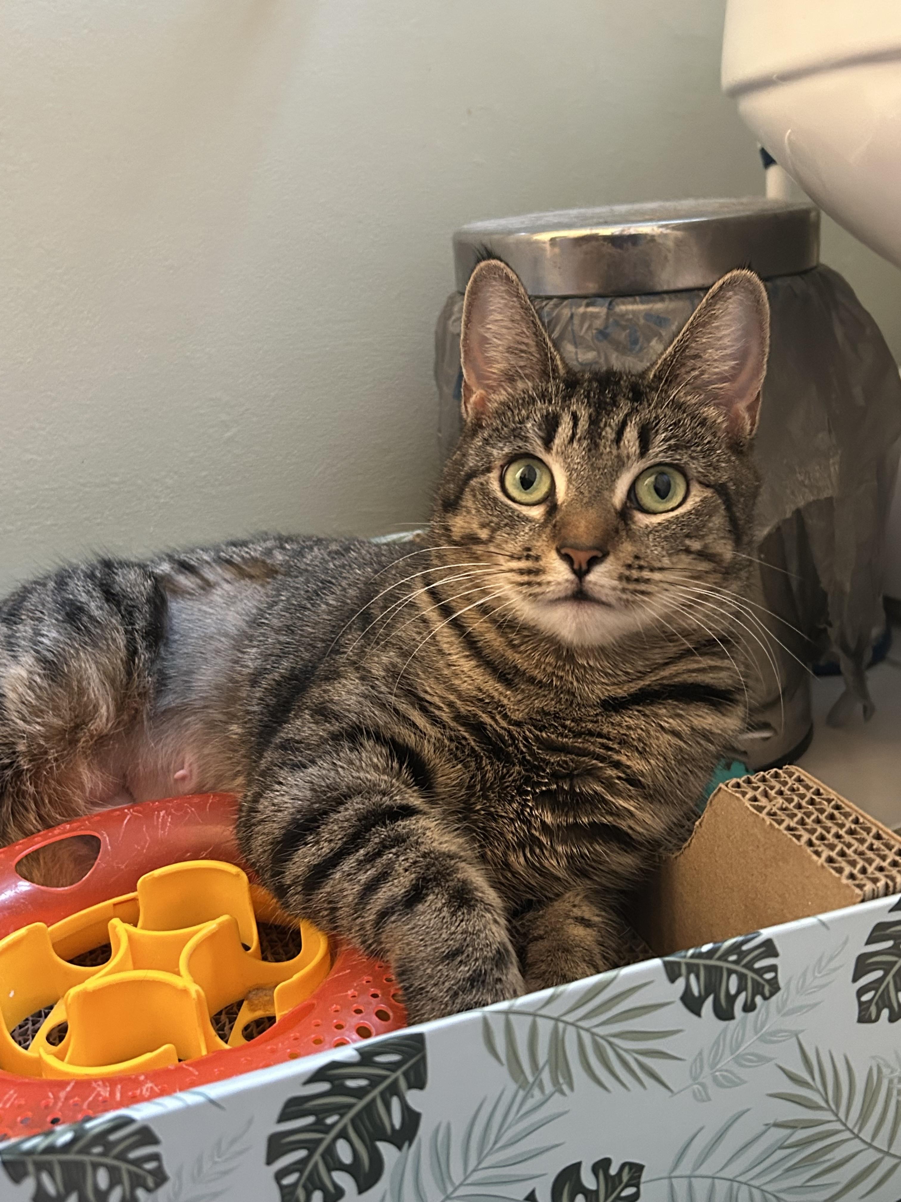 Spork, a ADOPTABLE Domestic Short Hair in Hopkinton, MA image 4/4