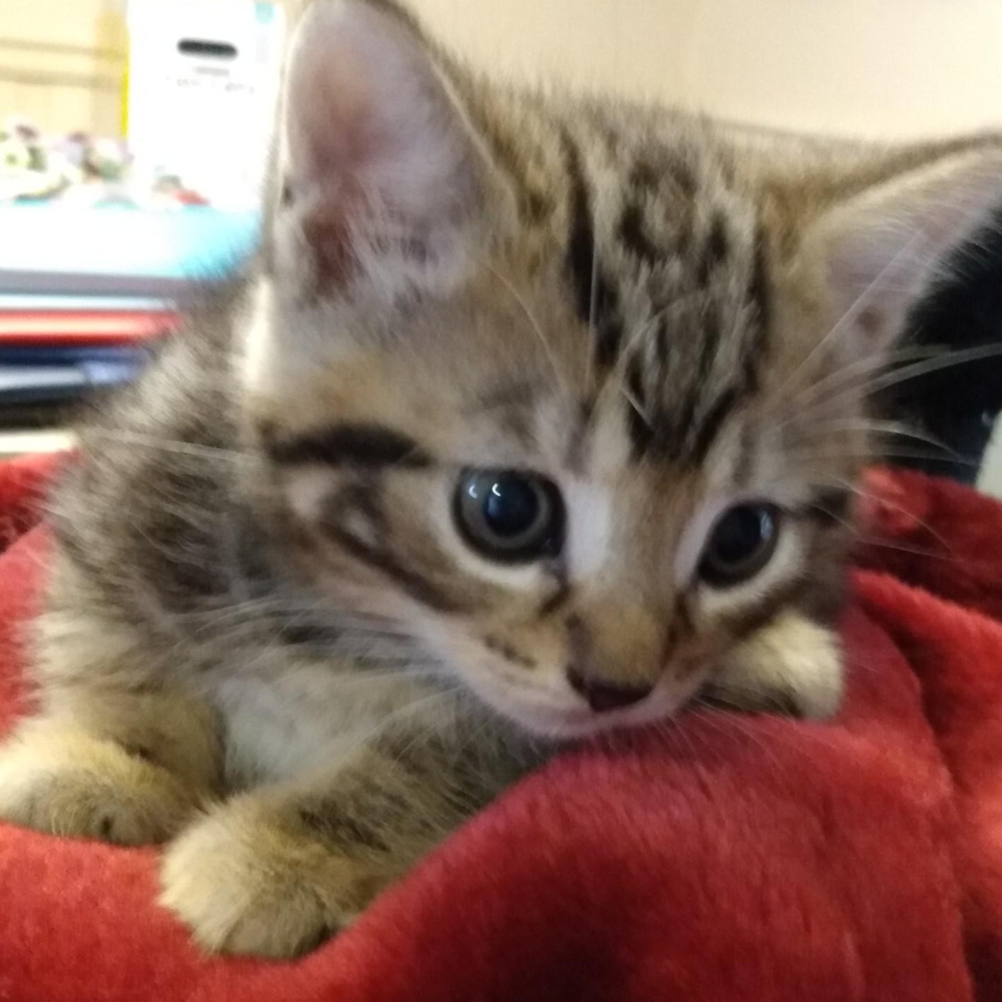 Enlarge KIWI, a Adoptable mixed breed in Niagara on the Lake, ON image 2/3