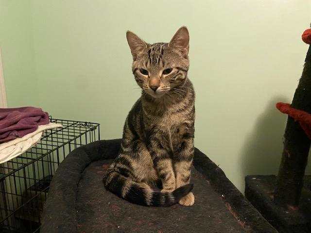 Enlarge KIWI, a Adoptable mixed breed in Niagara on the Lake, ON image 1/5